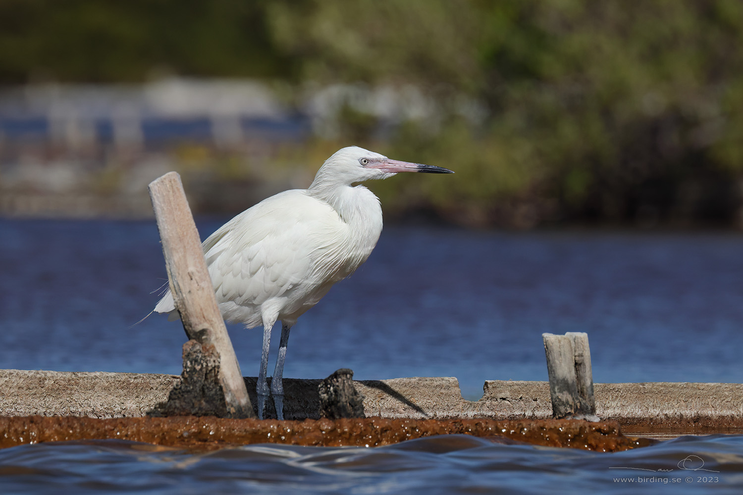 REDDISH EGRET (Egretta rufescens) - Stng / Close